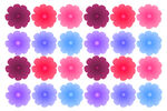 紫色西瓜红花