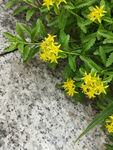 花坛里的养心菜黄色小花朵