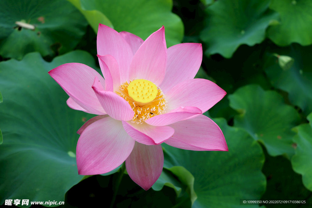 荷花特写