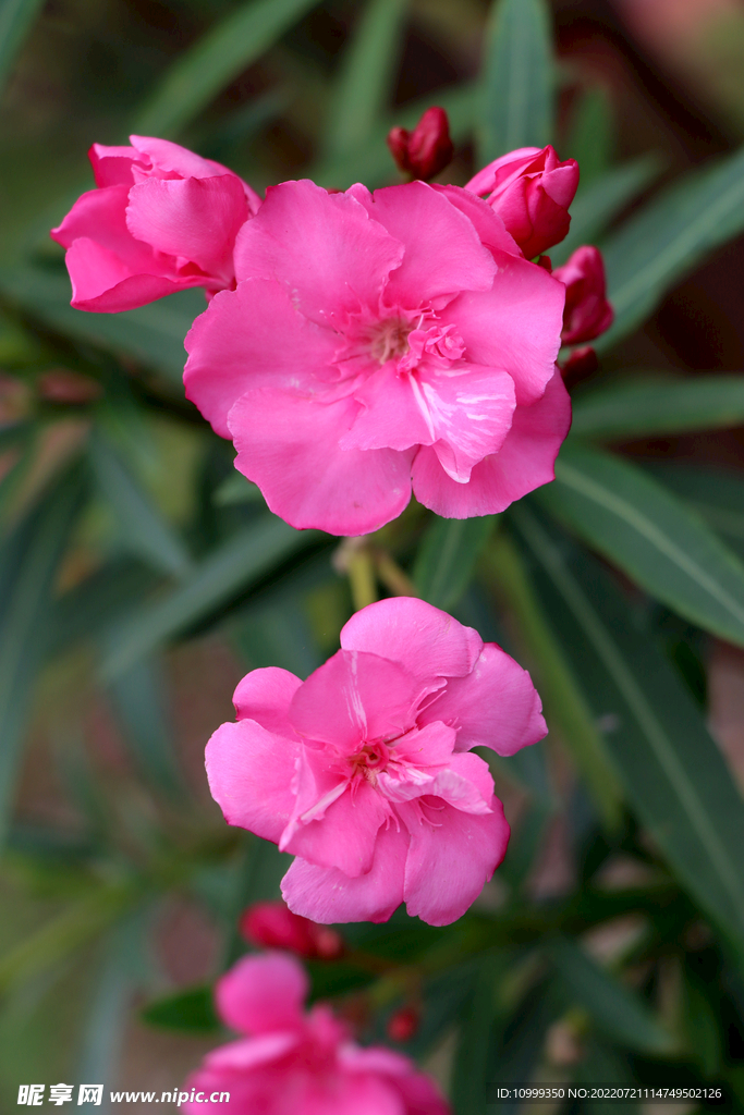 夹竹桃花