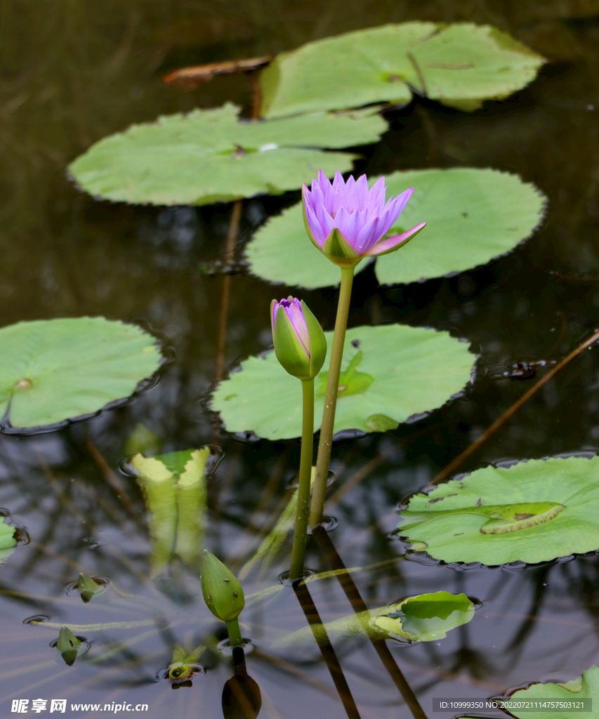 水莲花开