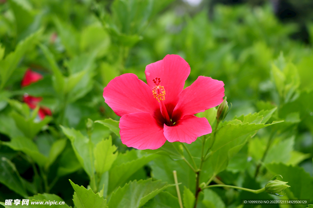 扶桑花