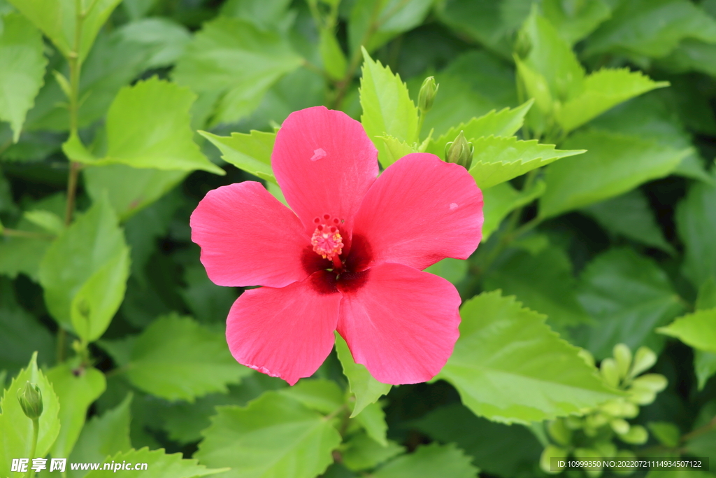扶桑花