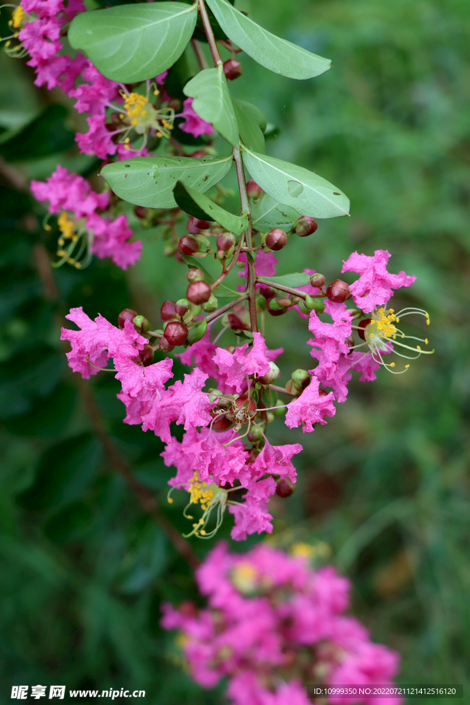 紫薇花