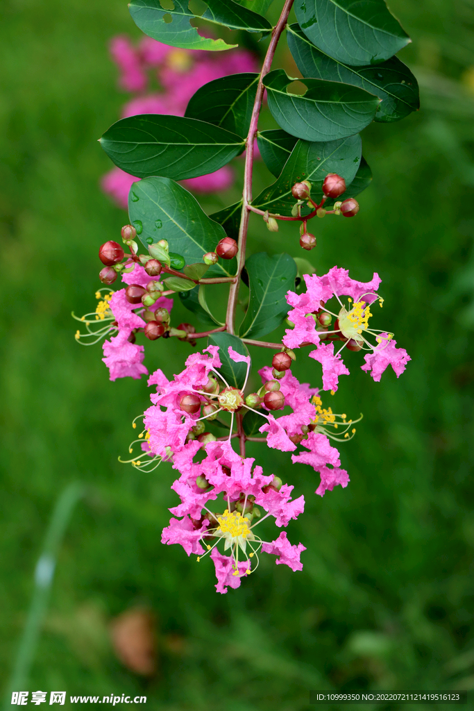 紫薇花