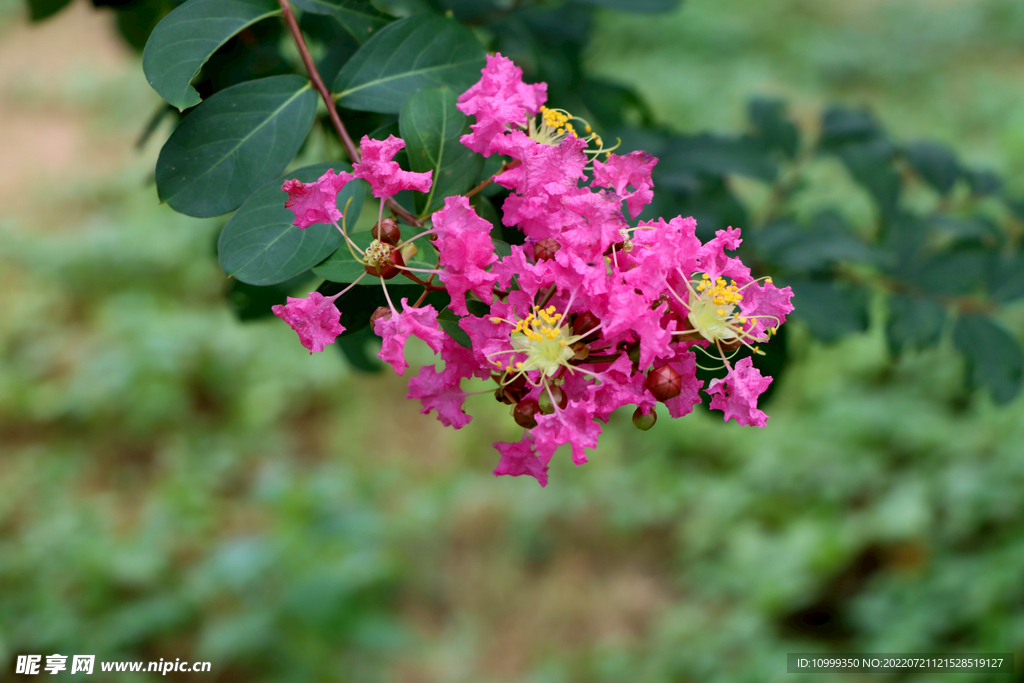 蚊子花