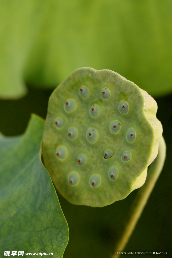 莲蓬莲子