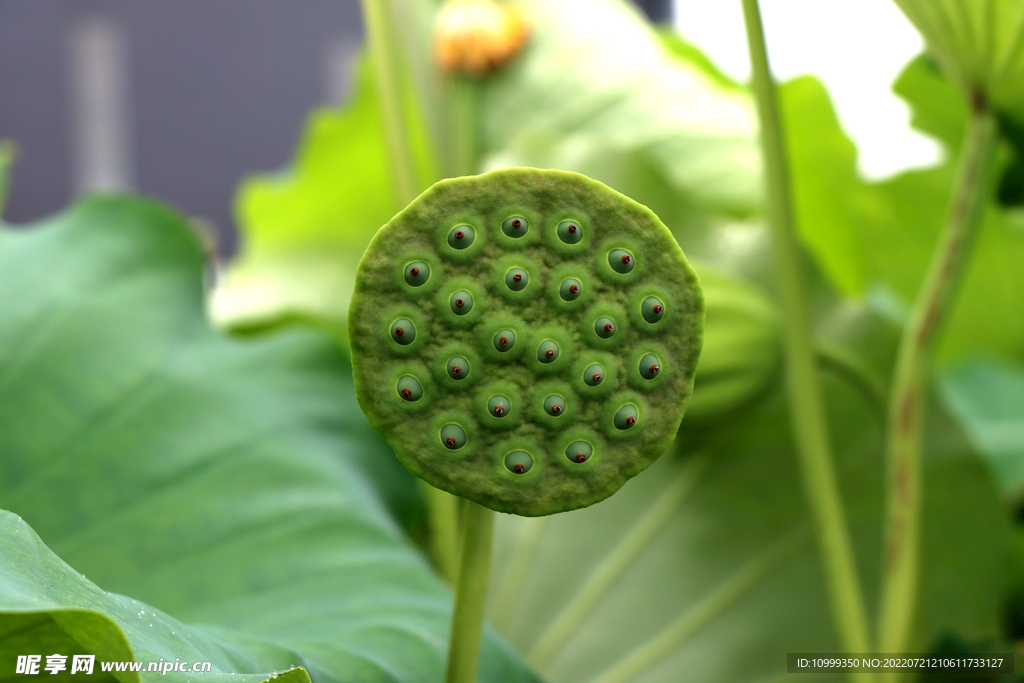 莲蓬莲子