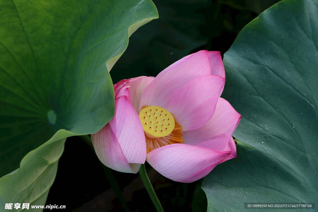 莲花花苞