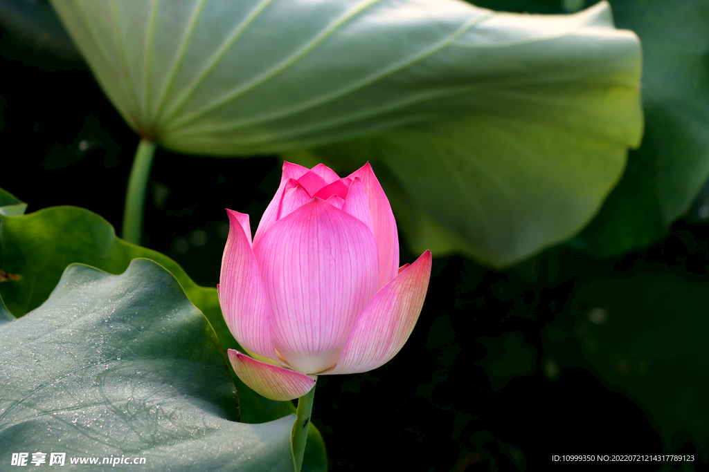 莲花花苞