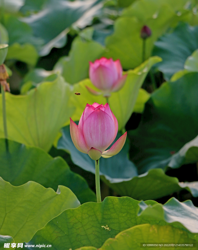 莲花花苞