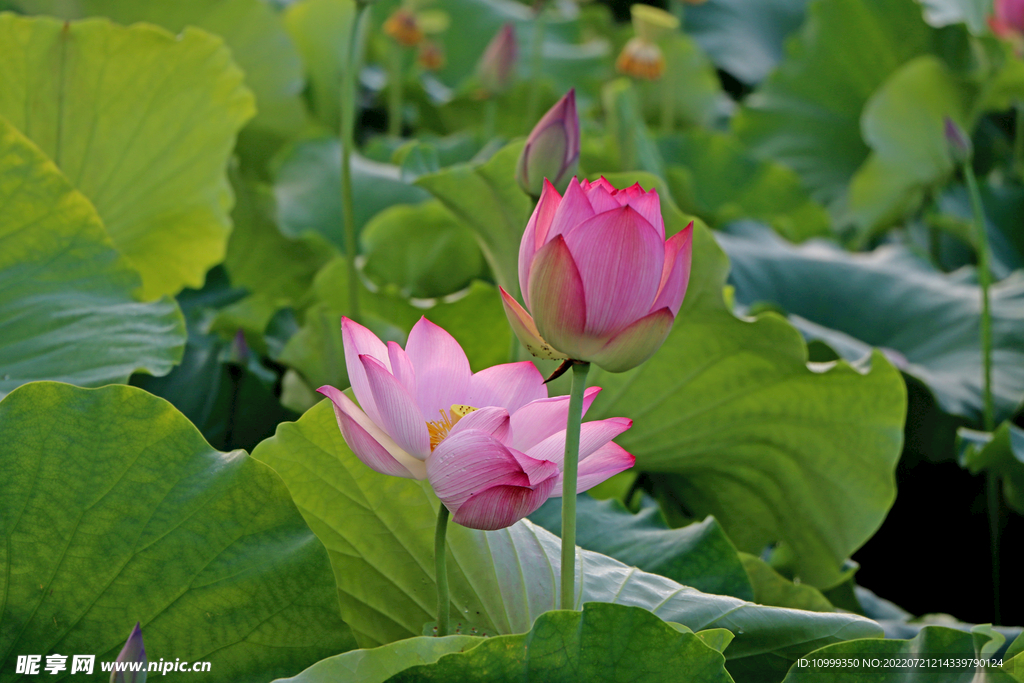 莲花花苞