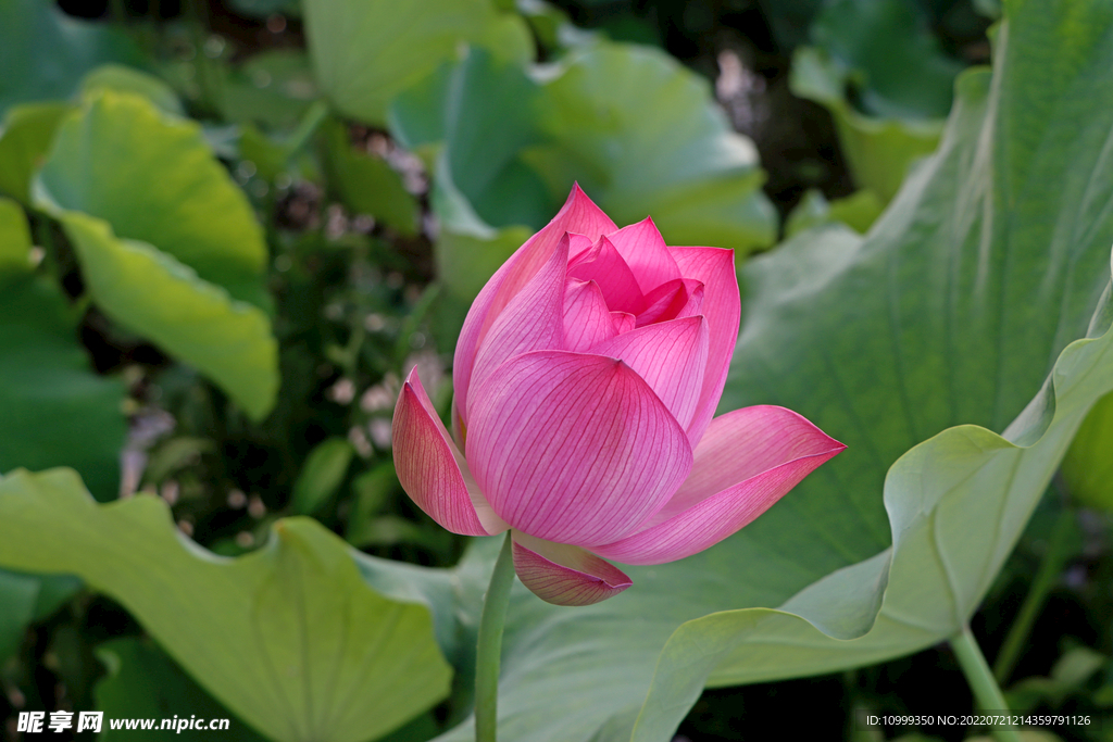 莲花花苞