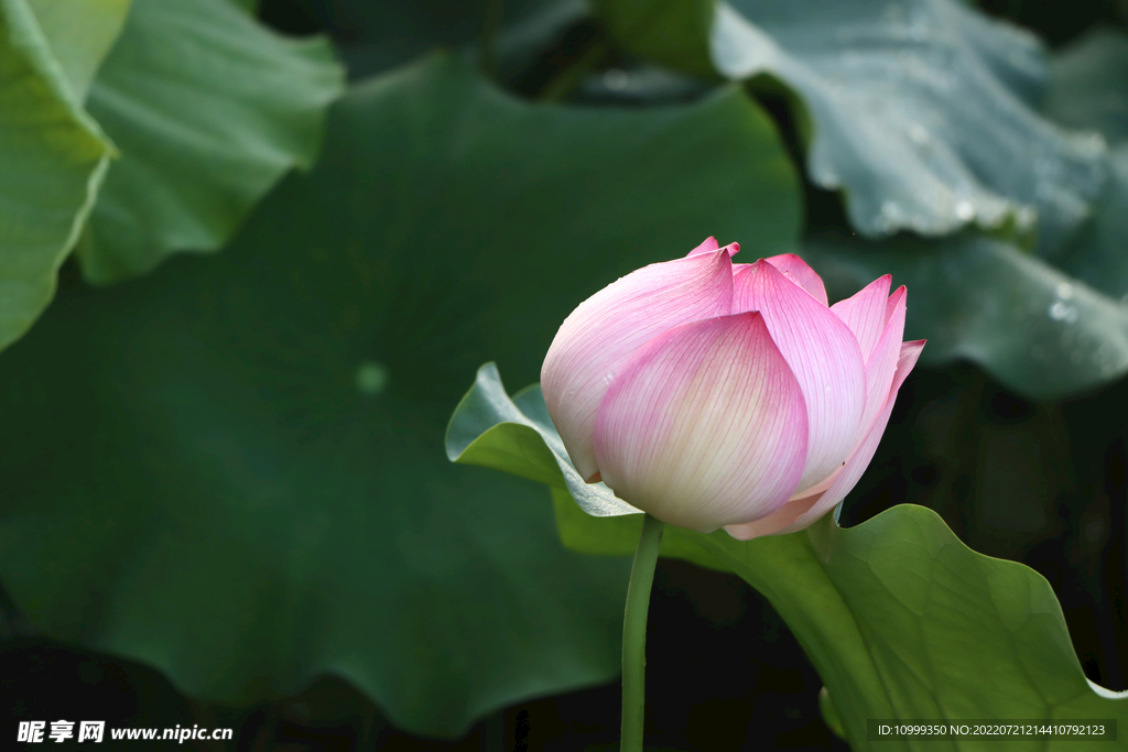 莲花花苞