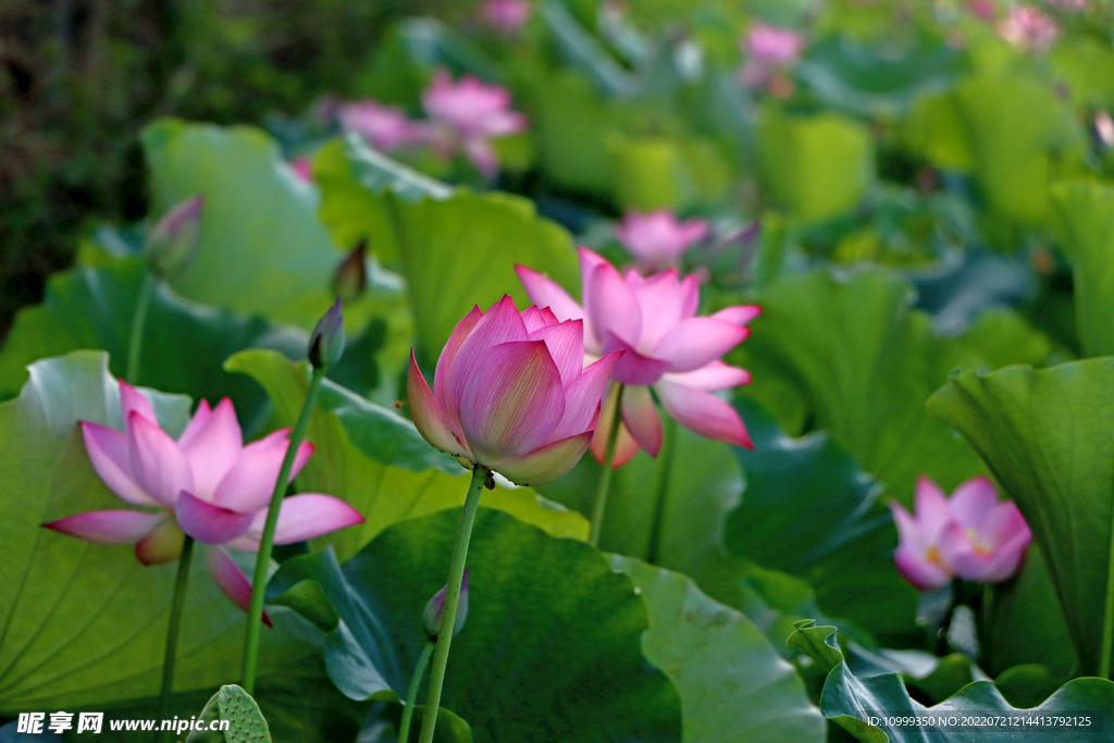 莲花花苞