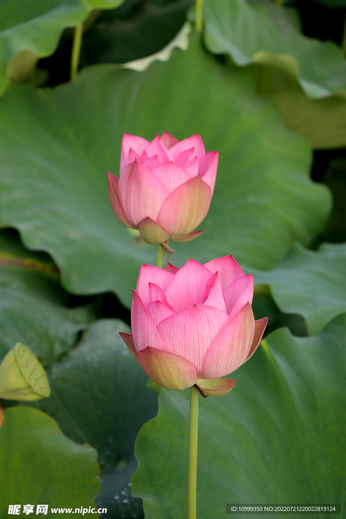 荷花花苞花蕾