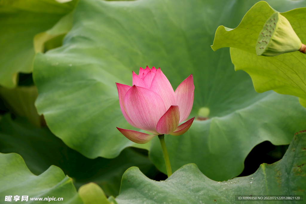 莲花花苞