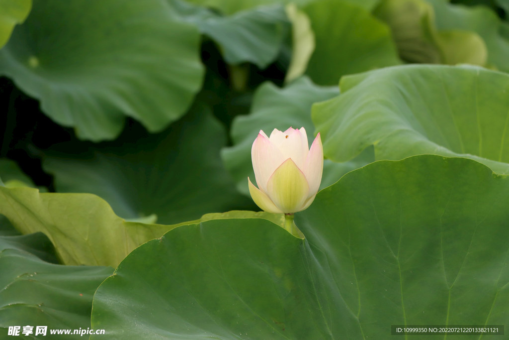 莲花花苞