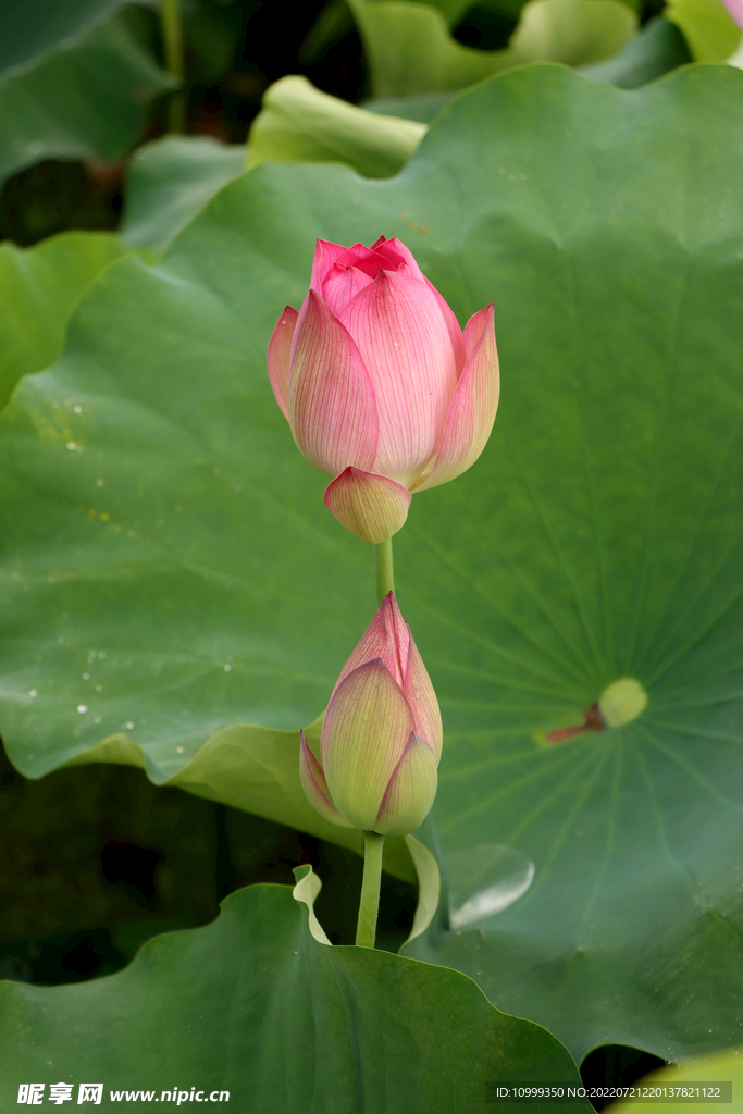 莲花花苞