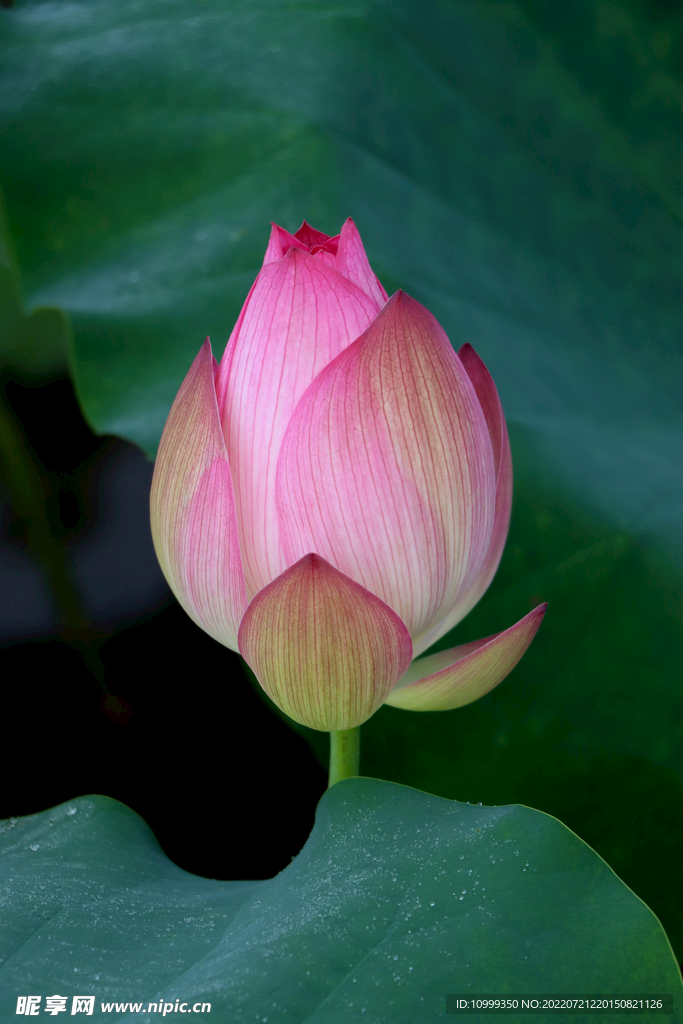 荷花花苞