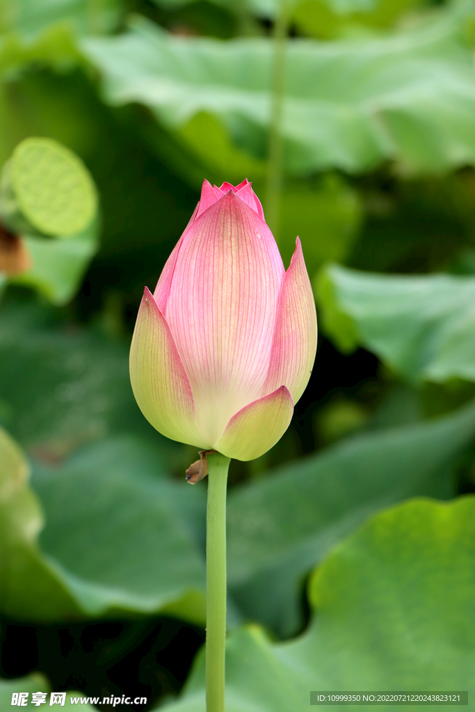 莲花花苞