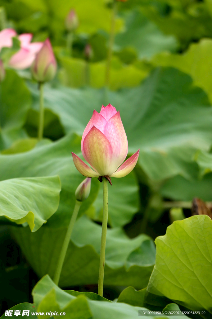 莲花花苞