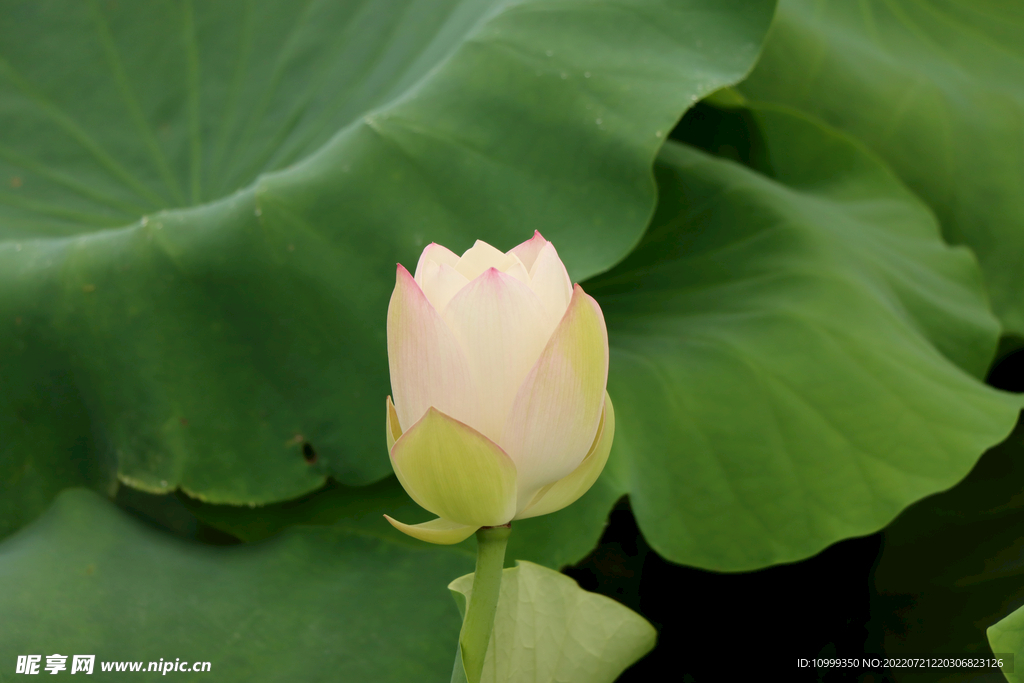 莲花花苞