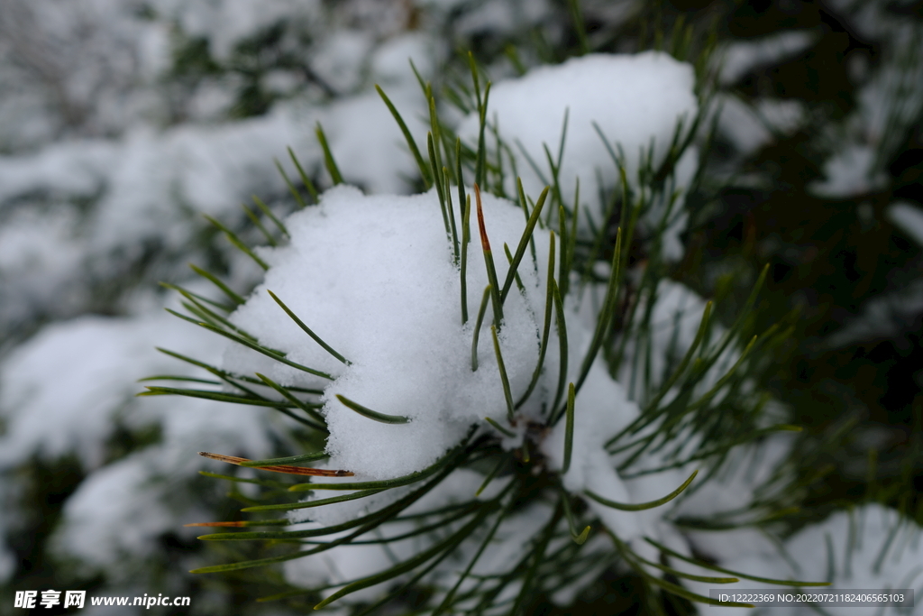 雪