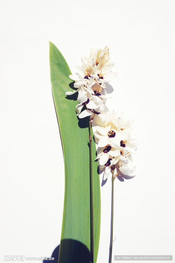 花卉