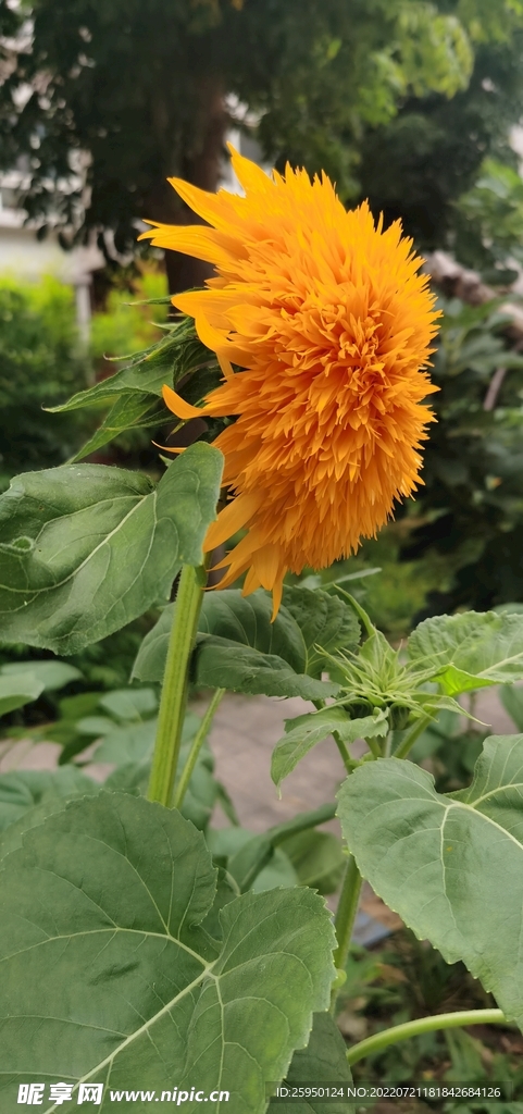 葵花