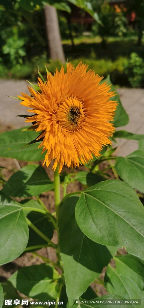 葵花