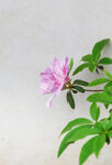 户外粉色花朵