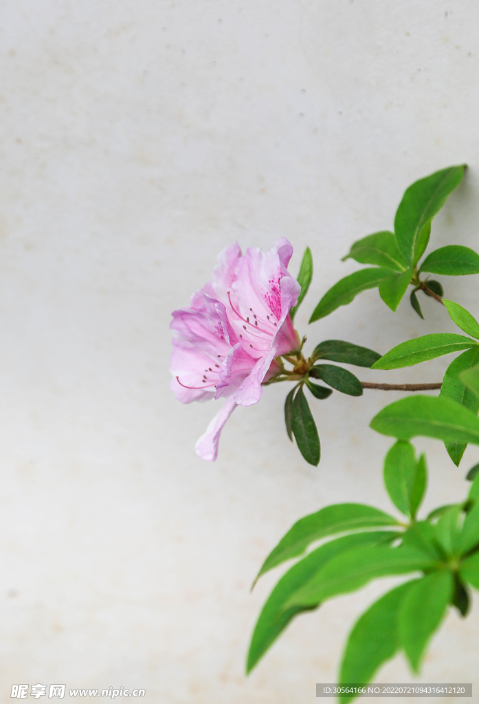 户外粉色花朵