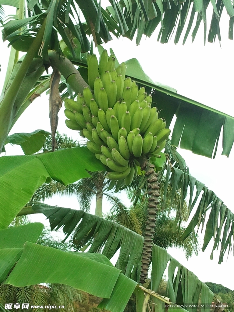 香蕉