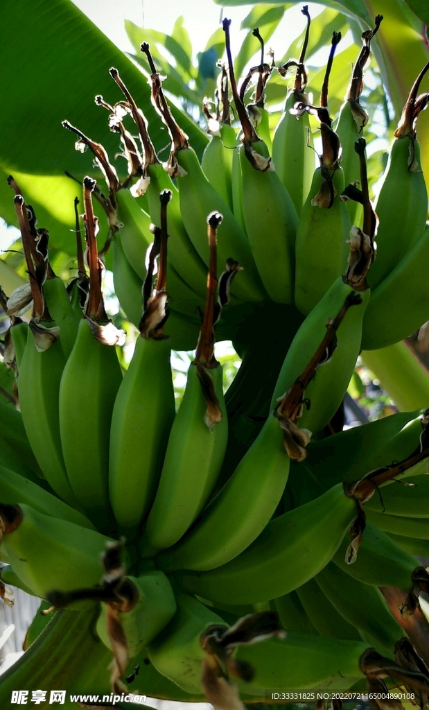 香蕉