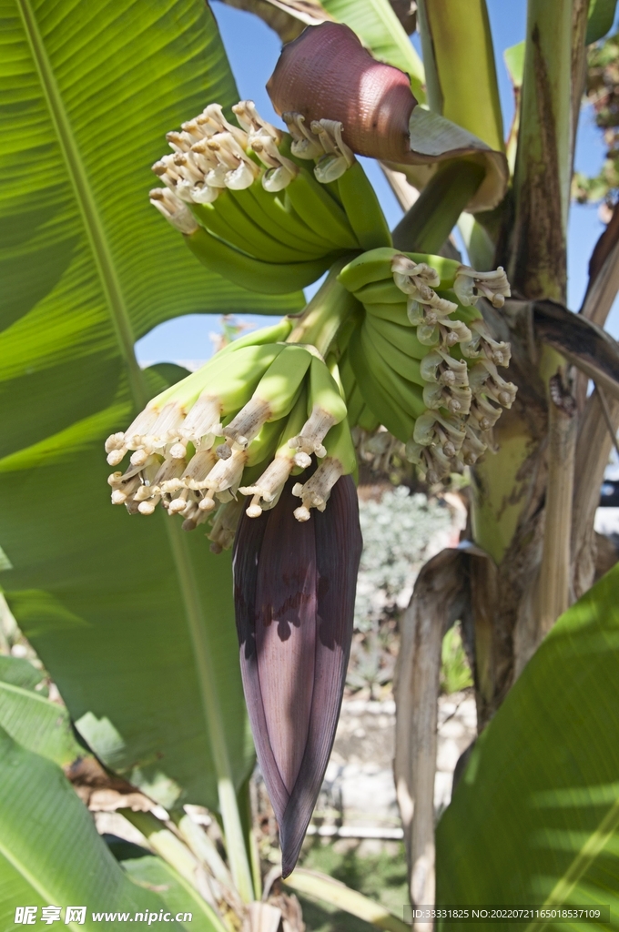 香蕉