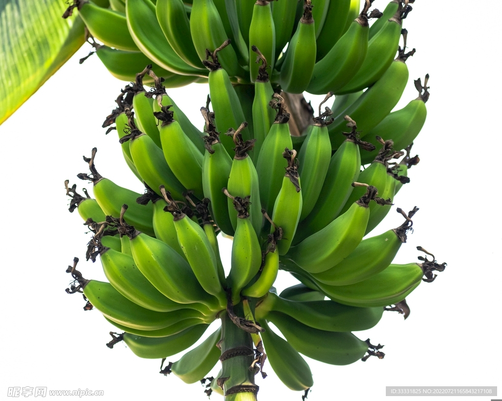 香蕉