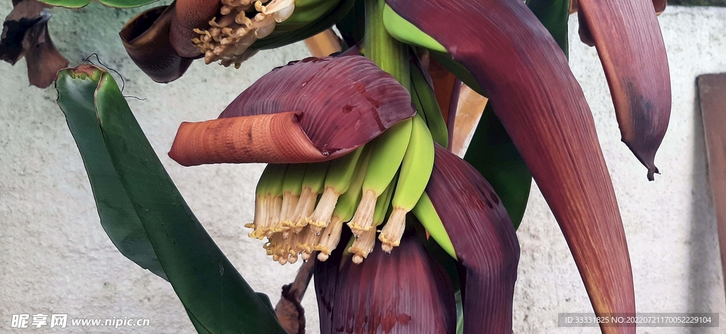 香蕉