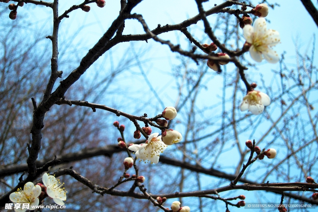 樱花
