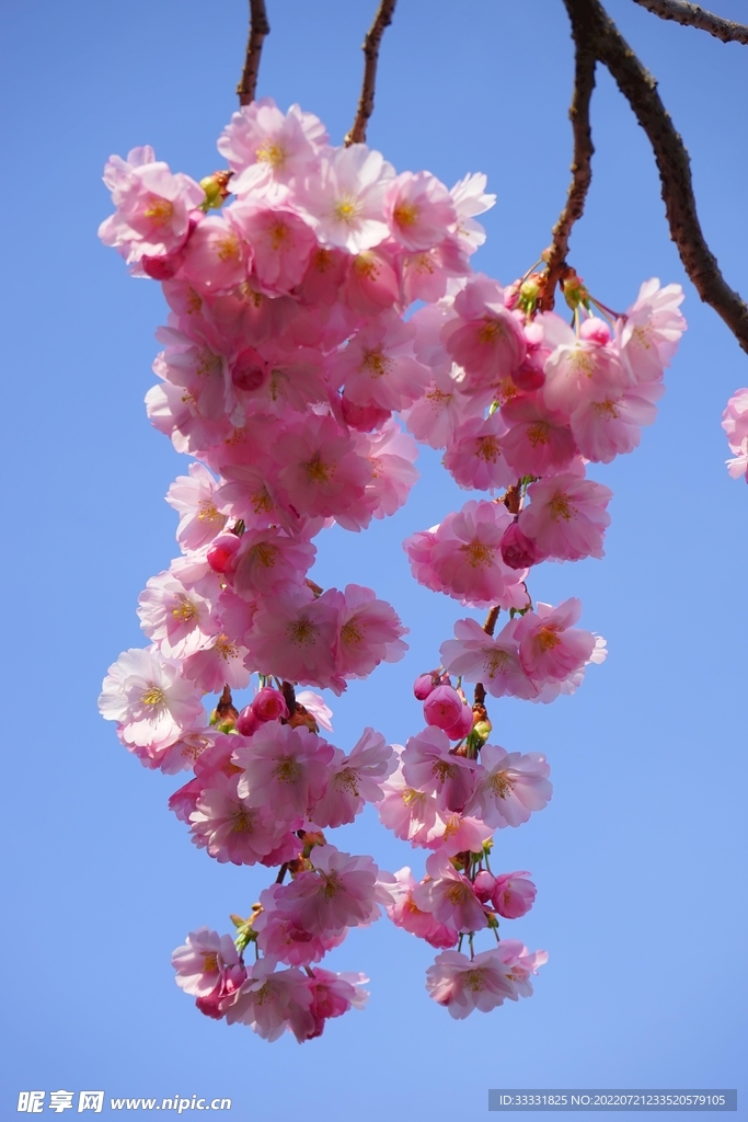 樱花