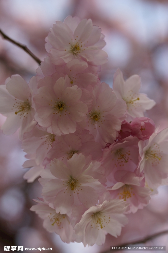 樱花