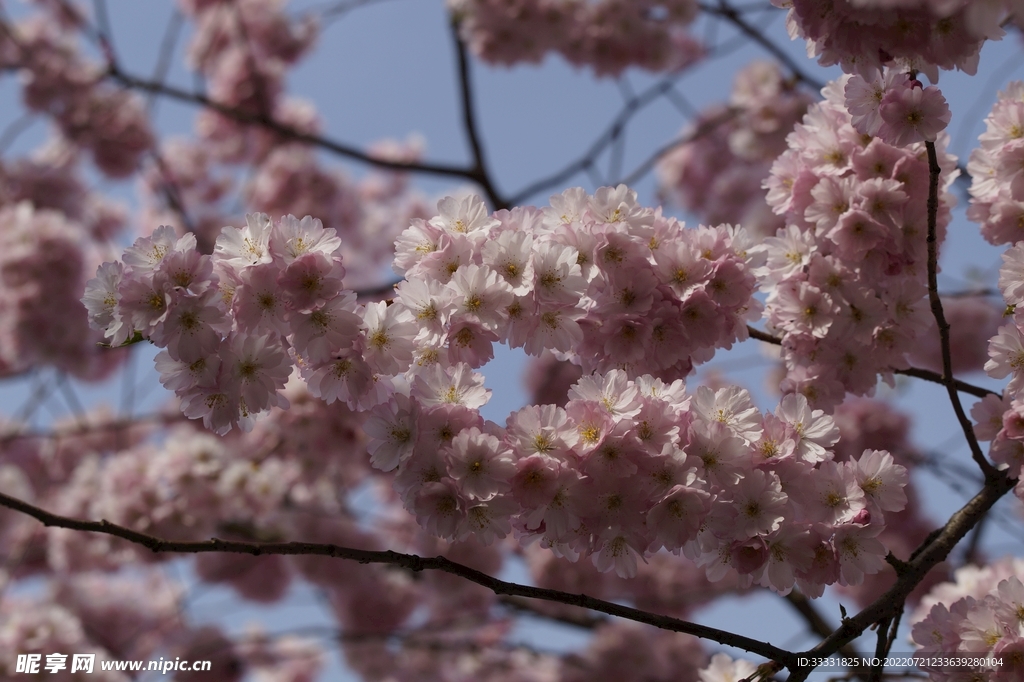 樱花