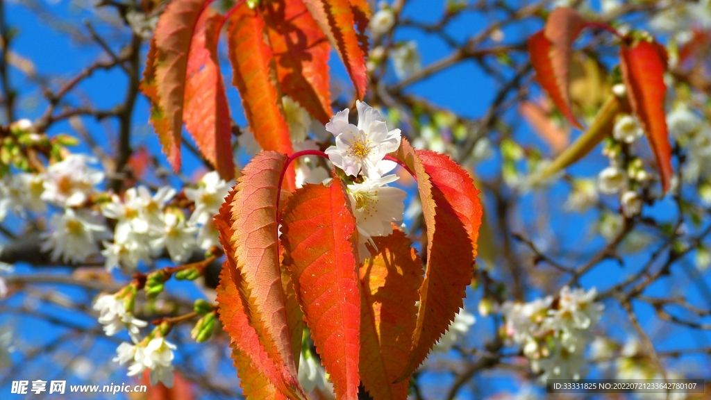 樱花
