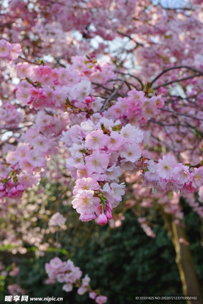 樱花