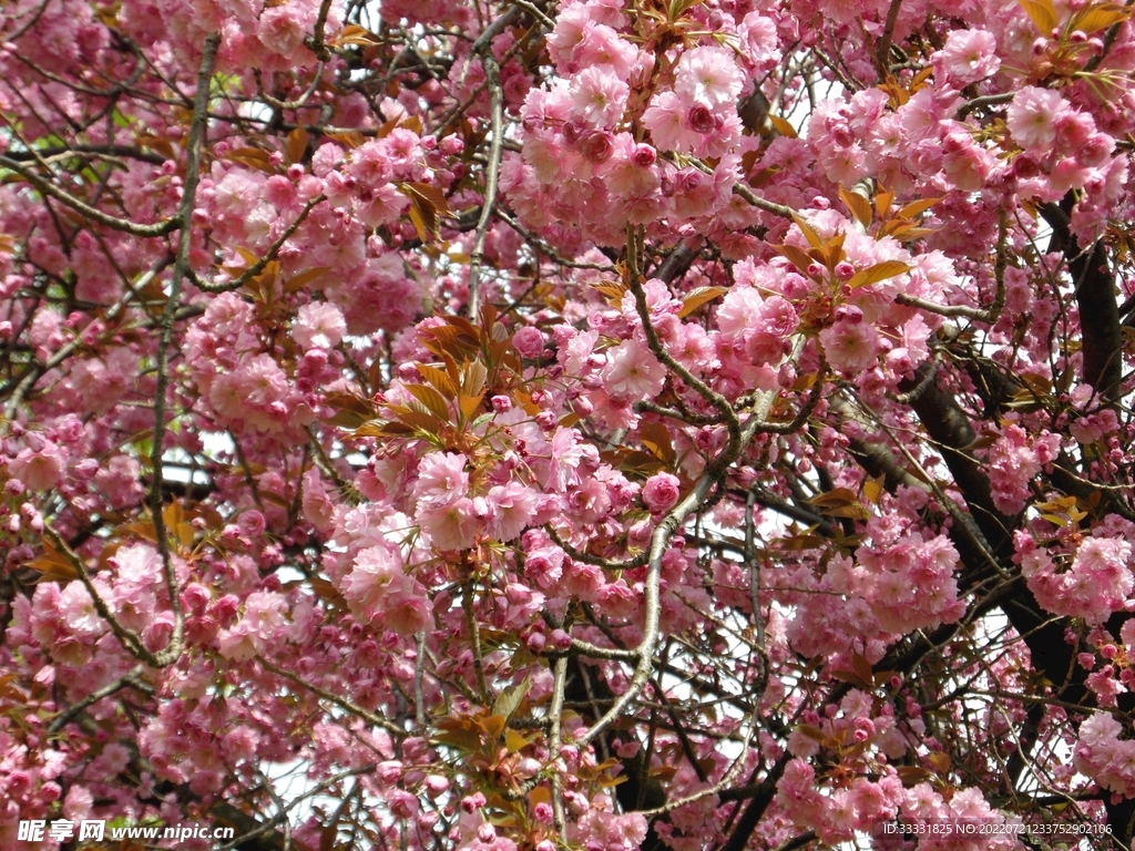 樱花