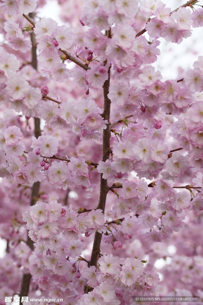 樱花