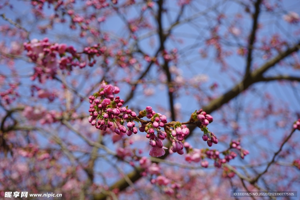 樱花
