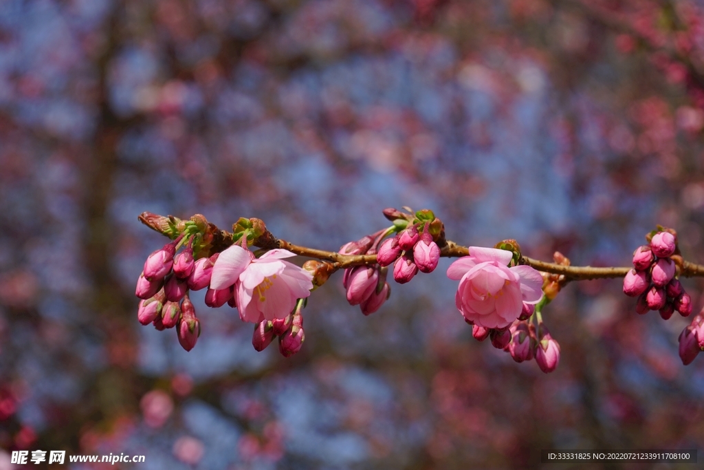 樱花