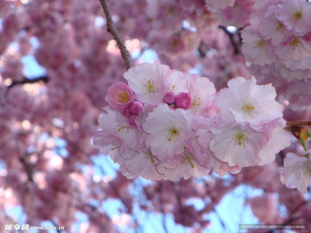 樱花
