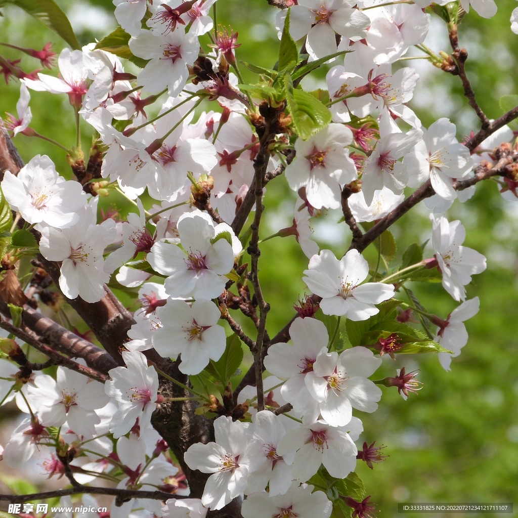 樱花